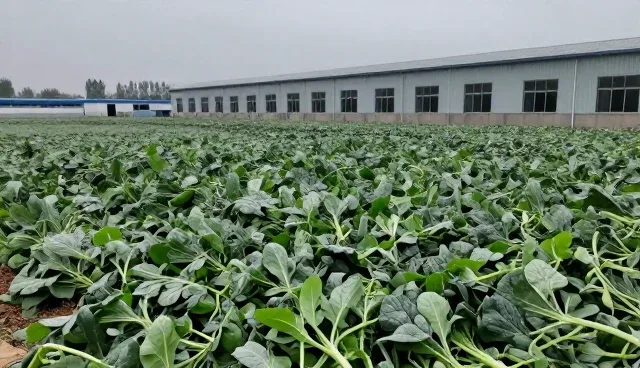 仓储配送冷链配送适用条件与业务发展趋势